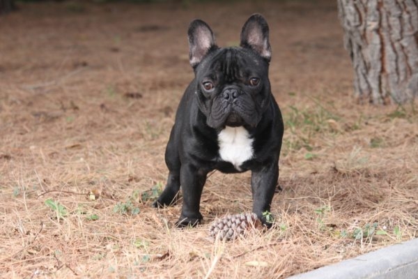 GOFREDO DE LA PARURE