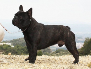 GODFREDO DE LA PARURE