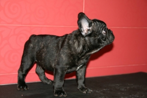 Ferrari de Hunterbull