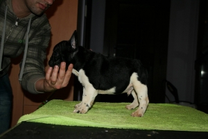 Forest de Hunterbull