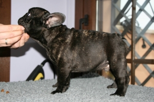 Flaubett de Hunterbull