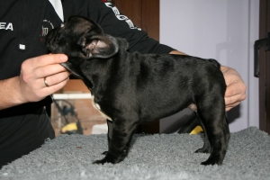 Faustus de Hunterbull