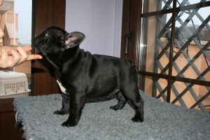 Fiorella de Hunterbull