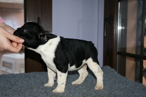 Felicity de Hunterbull