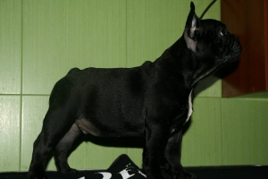 ELIOTT DE HUNTERBULL