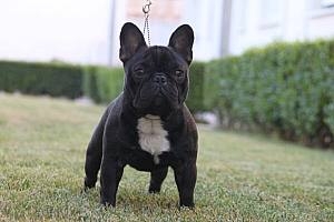 CRUSSO DE HUNTERBULL